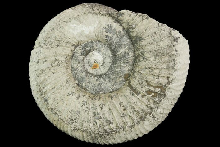 Ammonite (Ataxioceras) Fossil - Drügendorf, Germany #125855